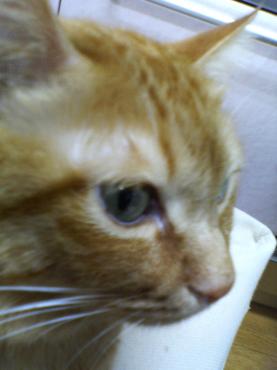今日はお店の看板猫の紹介を・・・ｍ（_　_）ｍ｜「フラワーショップいまい」　（群馬県前橋市の花キューピット加盟店 花屋）のブログ
